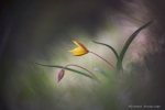 “Fotografare il parco” international photo contest: and the winner is…