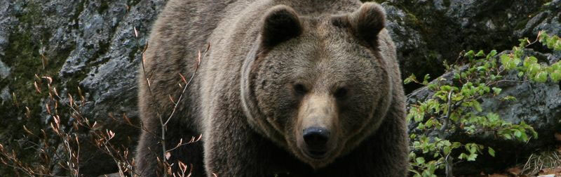 " Large carnivores" Working Group