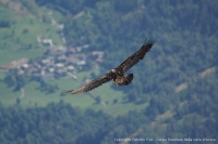 2 young bearded vultures born in the Aosta Valley