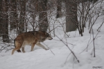 Autriche: le loup au centre d’un débat animé