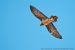A 5% increase in the surface of protected areas could triple biodiversity protection