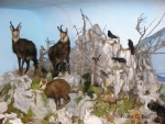Neuberg Nature Museum (Mürzer Oberland) - 250,000 Euro funding pledge for redesigning the museum