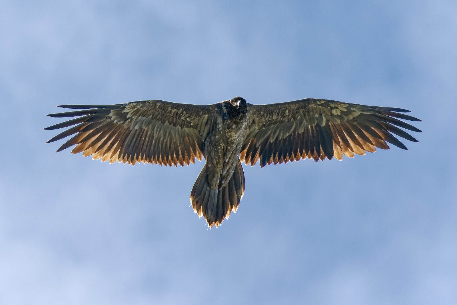 The flight of Ambane, the first bearded vulture in Vercors Nature Park!